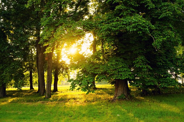 Zonlicht op het groene bos.