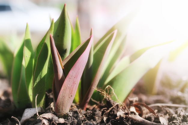 Zonlicht op spruittulpen