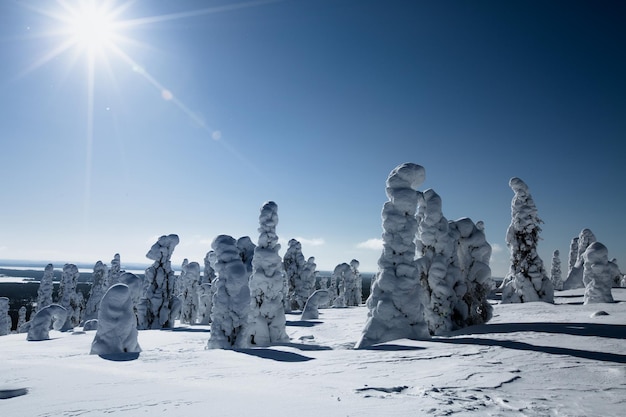 Zonlicht over een winterlandschap in Finland Lapland Snow winterdag in het nationale park Riisitunturi