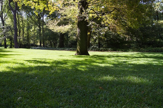 zonlicht, prachtig park met lommerrijke bomen