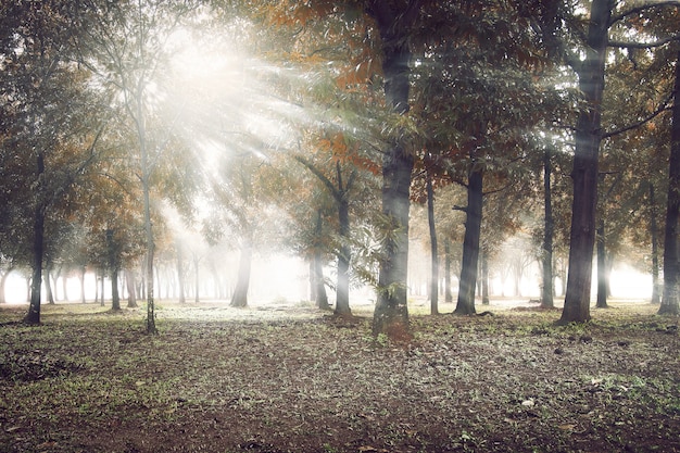 Zonlicht schijnt door het bos