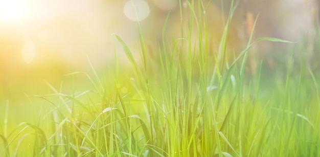 Zonlicht schijnt door het gras, weiland met zonnestralen en lichtjes, lente en zomer