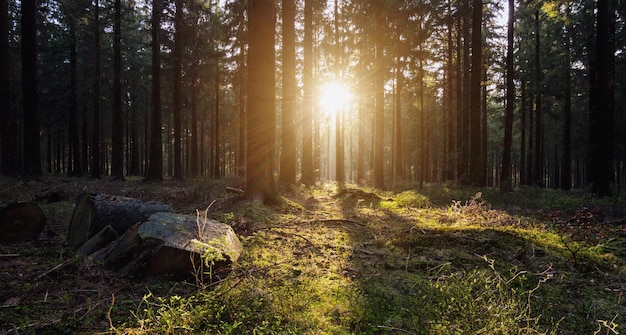 zonlicht schijnt in het bos bij zonsondergang. ideaal voor lay-outs van websites en tijdschriften