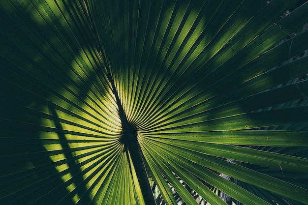 Zonlicht schijnt op tropisch palmblad