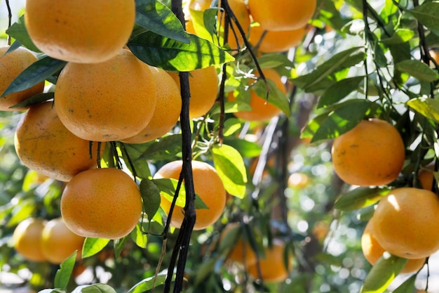 Zonlicht sinaasappelbomen boomgaard overwoekerd geeloranje citrusvruchten