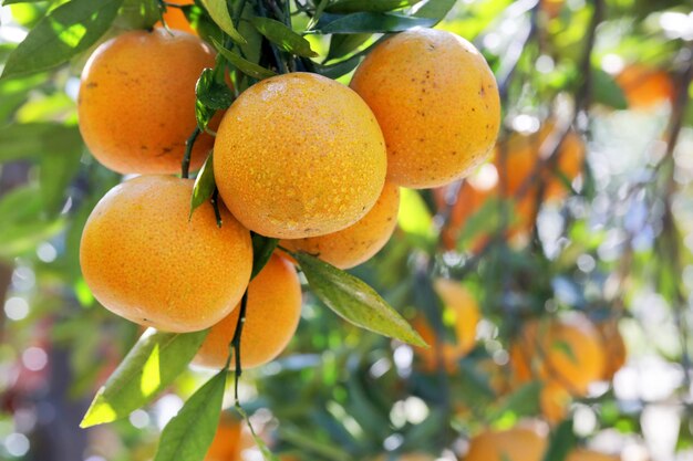 Zonlicht sinaasappelbomen boomgaard overwoekerd geeloranje citrusvruchten