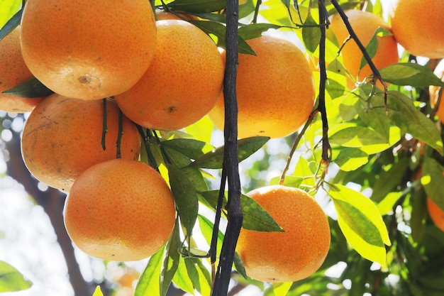 Zonlicht sinaasappelbomen boomgaard overwoekerd geeloranje citrusvruchten