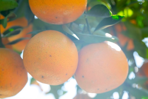 Zonlicht sinaasappelbomen boomgaard overwoekerd geeloranje citrusvruchten