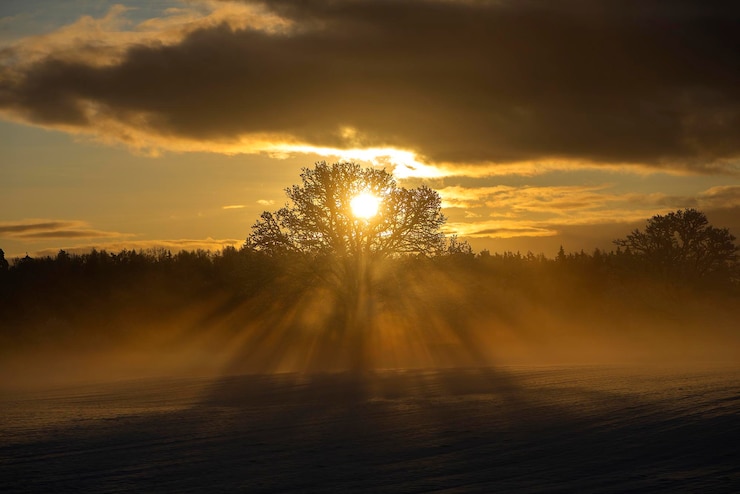 Foto zonlicht stroomt door silhouetten van bomen tegen de hemel tijdens zonsondergang