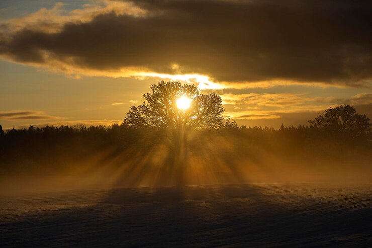 Foto zonlicht stroomt door silhouetten van bomen tegen de hemel tijdens zonsondergang
