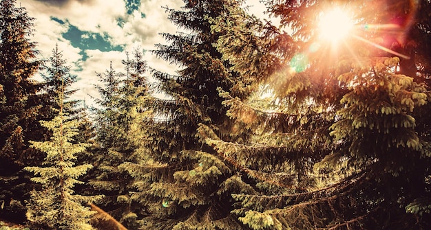 Zonlicht Zonnestralen door bossen in boslandschap Magisch sprookjesbos Naaldbos bedekt met groen mos