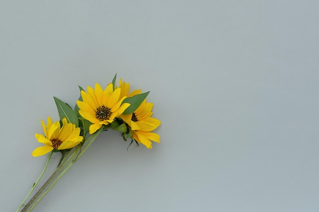 Zonnebloem achtergrond plat lag