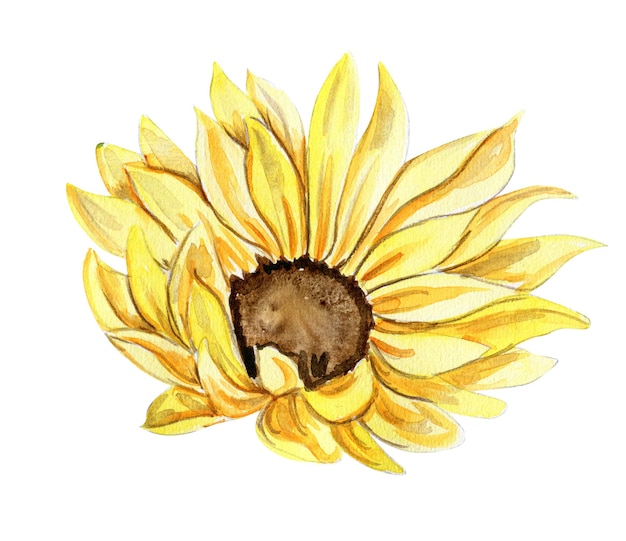 Zonnebloem aquarel bloem