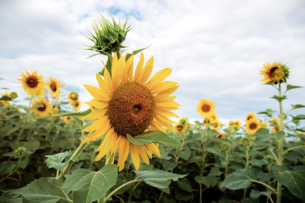 Zonnebloem bij hemel.