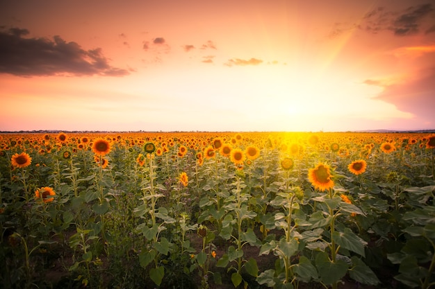 Zonnebloem bij zonsondergang