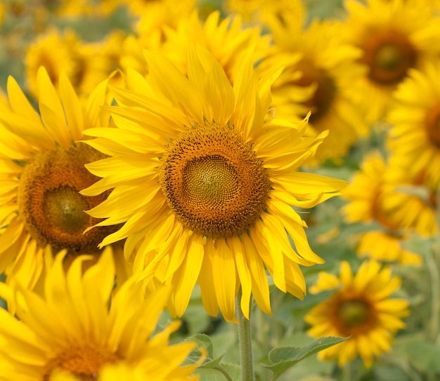 Zonnebloem bloei van de bloem mooi