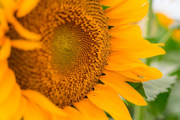 Zonnebloem bloeien, bloem natuurlijke achtergrond. Oogsttijd landbouw landbouw olieproductie.