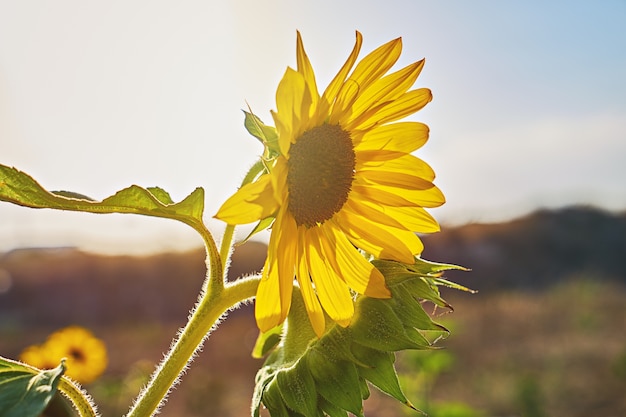 Zonnebloem bloeiwijze tegen de zomer blauwe hemel