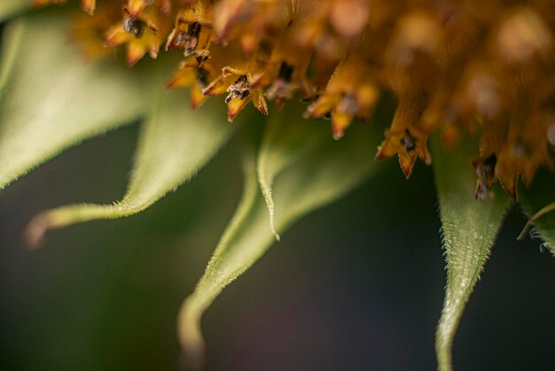 Zonnebloem bloem close-up macrofotografie achtergrond