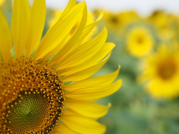 Foto zonnebloem bloem van hoopvol