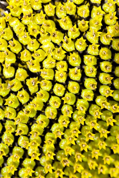 Foto zonnebloem - close-up gefotografeerd gele bloemzonnebloem