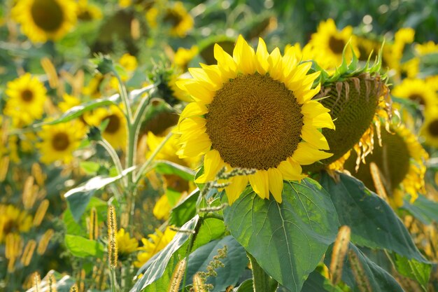 Zonnebloem close-up in het veld