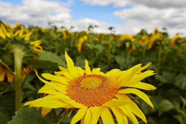 Zonnebloem close-up op het veld van een landbouwbedrijf