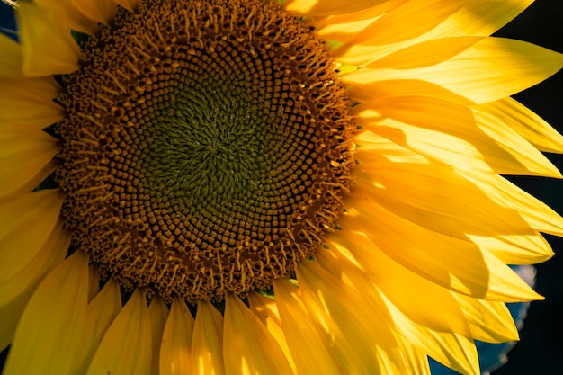 Zonnebloem close-up, zomer achtergrond.