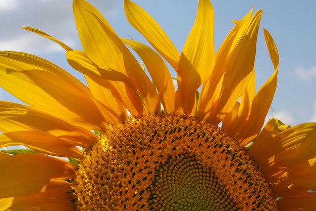 zonnebloem close-up