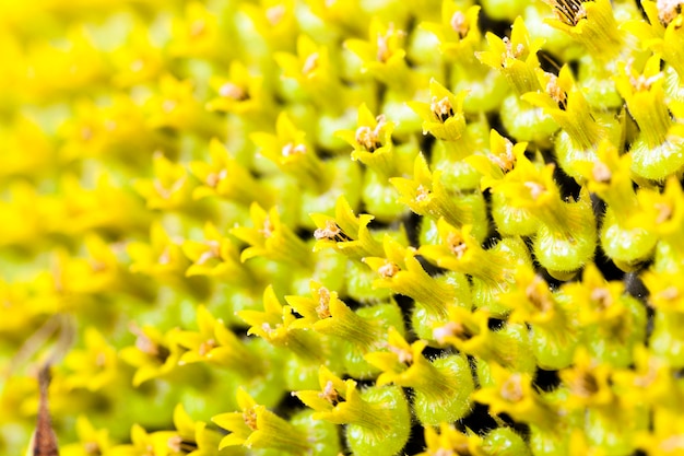 Zonnebloem - de gefotografeerde zonnebloem die van close-upbloemen zwarte zaden behandelt.