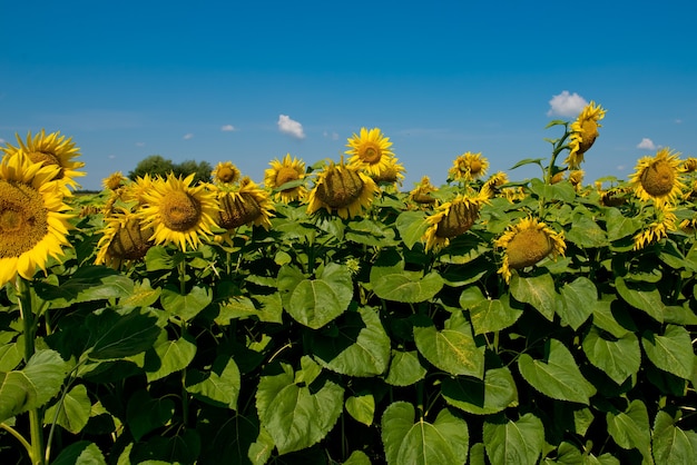 Zonnebloem die in een zonnebloemgebied bloeit.