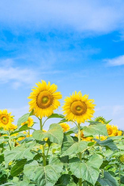 Zonnebloem die op gebied bloeit