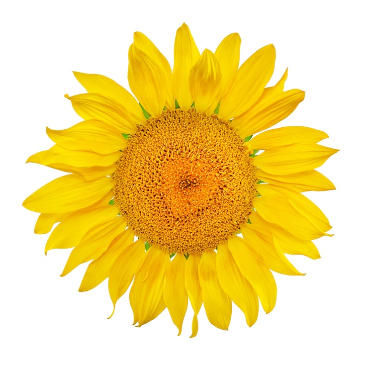 Foto zonnebloem die op wit wordt geïsoleerd
