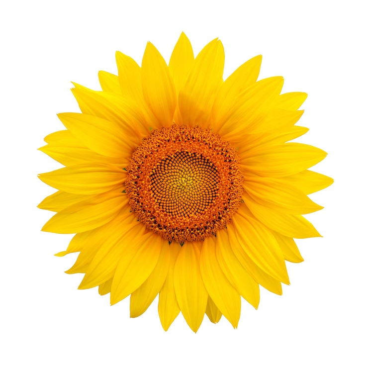 Foto zonnebloem die op wit wordt geïsoleerd