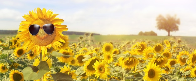 Zonnebloem draagt een zonnebril met zonnebloemveld over bewolkte blauwe lucht en felle zonlicht sun