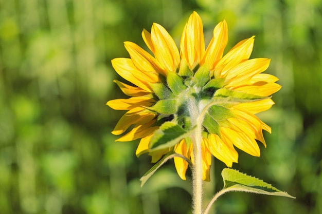 Zonnebloem draaide achteraanzicht