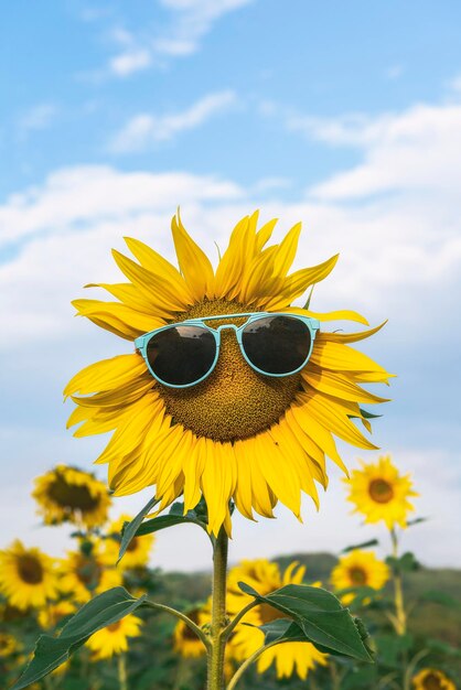 Zonnebloem dragen van een zonnebril op een veld met zonnebloem Zonnige zomer