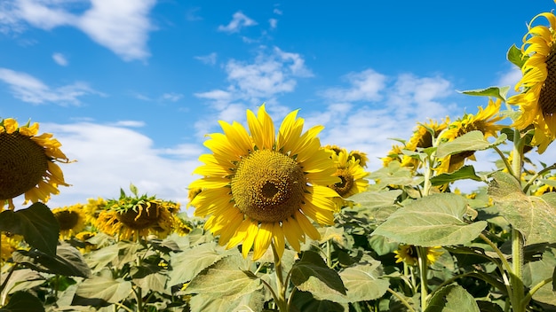 zonnebloem en blauwe lucht