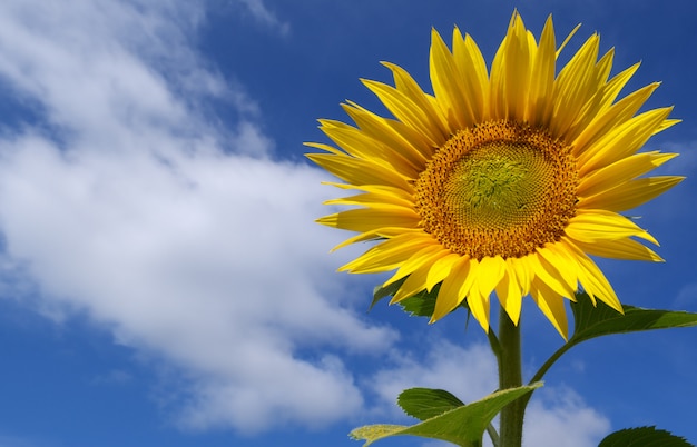 Zonnebloem en lucht