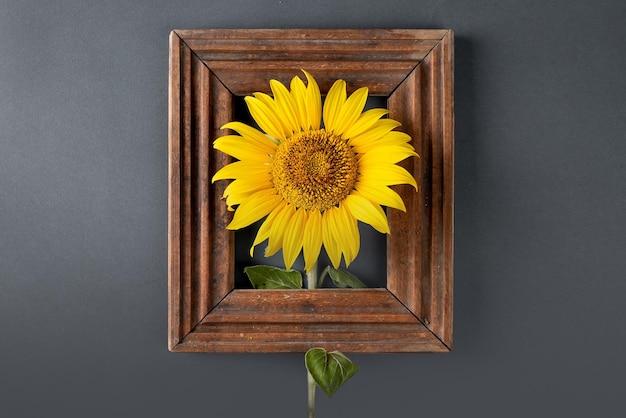 Zonnebloem en stijlvol houten decoratief frame op een grijze achtergrond plat lag