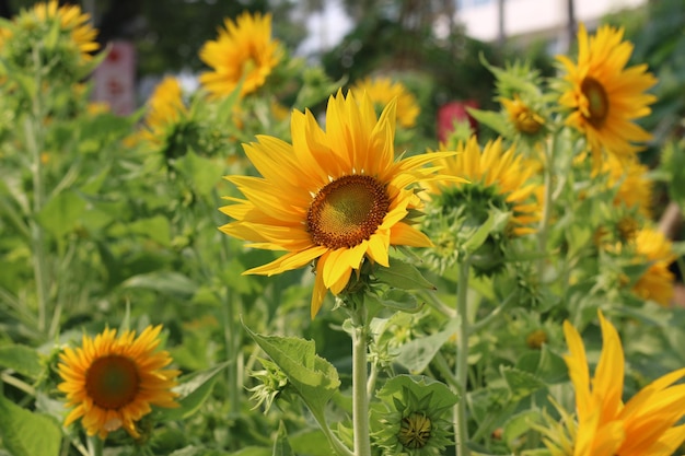 Zonnebloem, gebruik als achtergrond