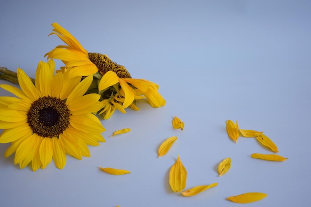 Zonnebloem geïsoleerd op blauwe achtergrond.