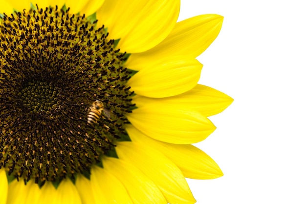 Zonnebloem geïsoleerd op witte achtergrond yerllow bloem closeup