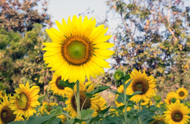 zonnebloem, gele bloem in veld