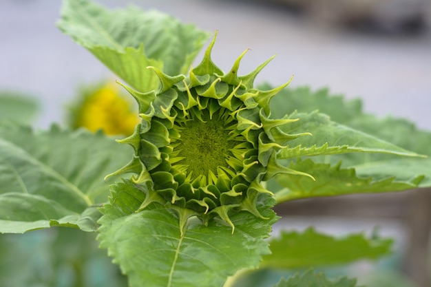 Zonnebloem groeien