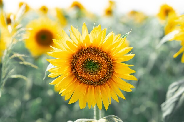 Zonnebloem groeit in het veld