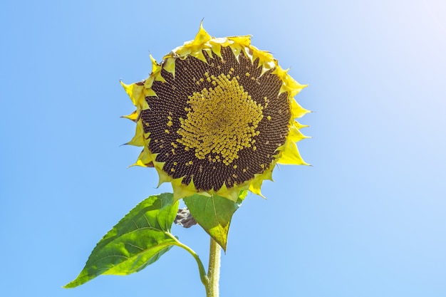 Zonnebloem hoofd gevuld met zonnebloempitten tegen de blauwe hemel