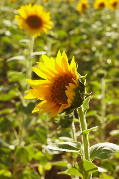 Zonnebloem hoofd over veld in de zomer