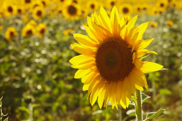 Zonnebloem hoofd over veld in de zomer