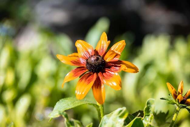 zonnebloem in de groeifase.